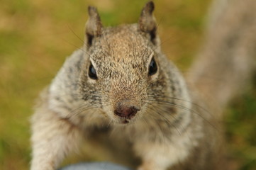 Naklejka na ściany i meble close-up view of a squirrel