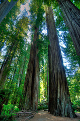 Coastal Redwood Trees