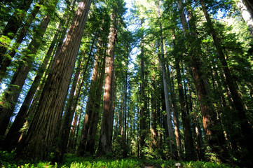 Coastal Redwood Trees