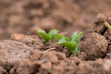 Ackerbohne Versuchsfeld Keimling