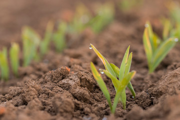 Junge Maispflanzen in der Morgensonne