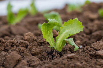 Salat Pflanzen auf einem Versuchsfeld