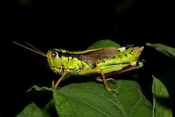 cavalletta verde e nera (Miramella irena)
