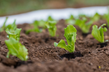 Salat Pflanzen auf einem Versuchsfeld