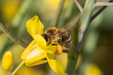 Honigbiene auf einer Rapsblüte