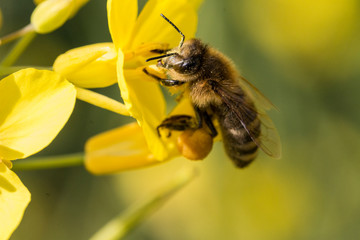 Honigbiene auf einer Rapsblüte
