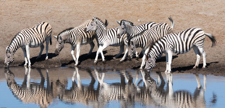 Six Zebras standing by a water hole, Etosha National Park, Namibia