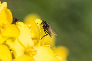 Fliege auf einer Rapsblüte