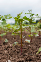 Buchweizen Blüte auf einem Versuchsfeld