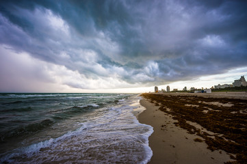 Dramatic stormy weather view of South Beach with an infestation of sargassum seaweed washed up on the empty shore in Miami, Florida, USA