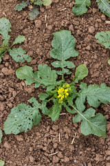 Ackersenf auf einem Veruchsacker in der Blüte