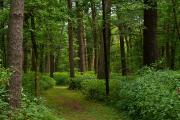 Obraz premium Trail through the forest