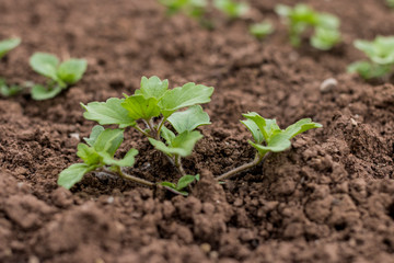 Persischer Ehrenpreis als Unkraut