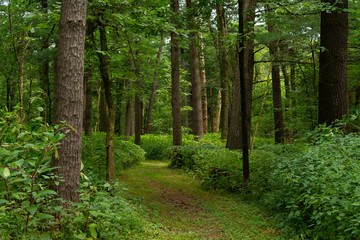 Trail through the forest