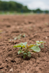 Zurückgebogener Amarant auf einem Versuchsfeld