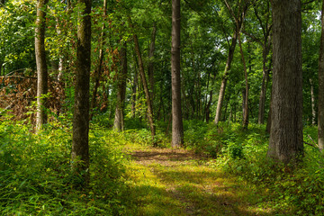 Fototapeta na wymiar Trail through the forest