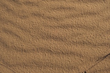 Close up of the desert sands in Mendoza, Argentina. A tiny insect trail can be seen.