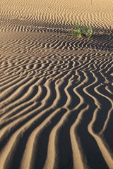 Small tufts of Pampas grass grow in the sand ripples of the desert of Lavalle, in the province of Mendoza, Argentina.