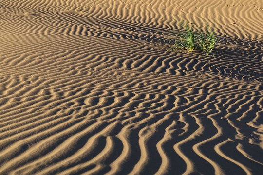 Small tufts of Pampas grass grow in the sand ripples of the desert of Lavalle, in the province of Mendoza, Argentina.