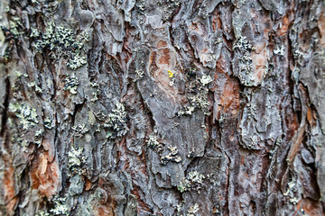 Texture of pine bark. Tree or pine in the forest.