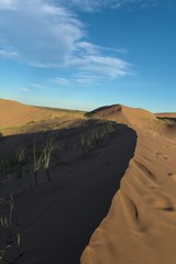 Sand dunes with sparse vegetation in the desert of Lavalle, province of Mendoza, Argentina