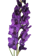 Dark purple gladiolus flower isolated on white background