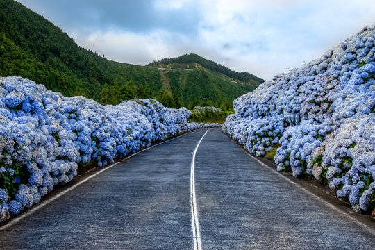Flower Road" Images – Browse 638 Stock Photos, Vectors, and Video | Adobe  Stock
