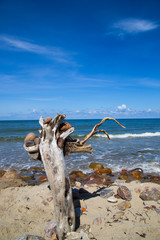 An old tree on the shore of the blue sea. Stones, wood, sea and sky. Beautiful sea landscape..