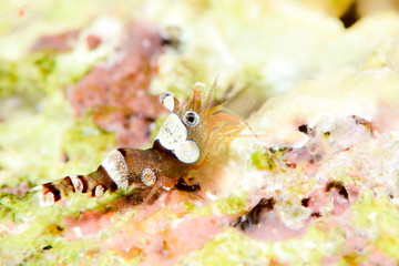Anemone Shrimo closeup