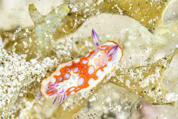 White, orange and purple nudibranch