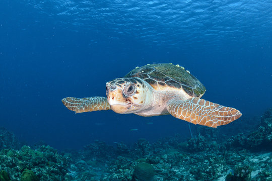 Old Loggerhead turtle with barnacles and blue background
