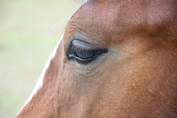 eye of horse
