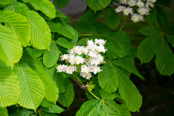 white flowers in garden