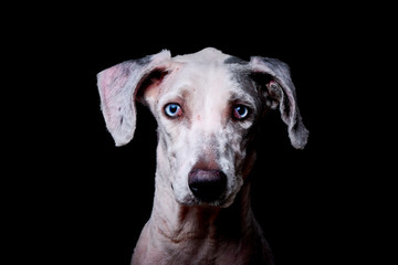 portrait of a black dog