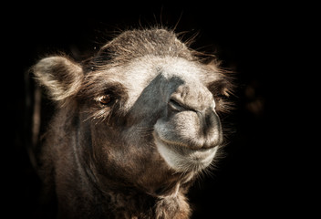 Camel on a dark background, close-up portrait, unrecognizable place