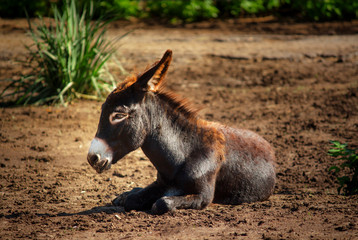 Fototapeta premium Close-up of a small donkey on a natural background, unrecognizable place
