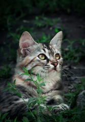 Naklejka na ściany i meble Small striped gray-white kitten, closeup portrait