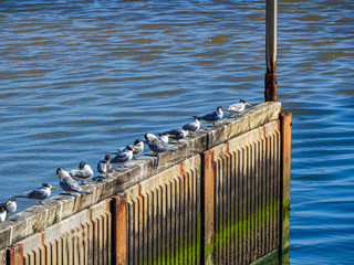 Elegant Terns in a Row