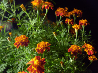 Marigolds lat. Tagétes.Beautiful blooming marigolds.Decorated with figures of garden fairy.On black background