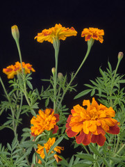 Marigolds lat. Tagétes.Beautiful blooming marigolds.Decorated with figures of garden fairy.On black background