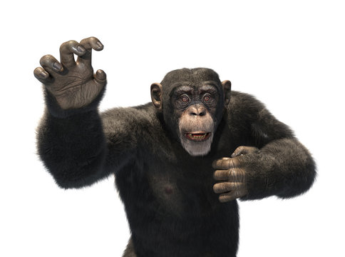 Chimp Reaching for Help