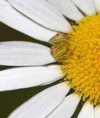 A red and green Northern Crab Spider (Mecaphesa asperata)  on a daisy in macro
