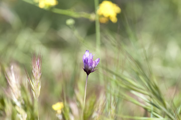 purple flower in field