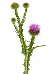 Flower of thistle, lat. Carduus, isolated on white background