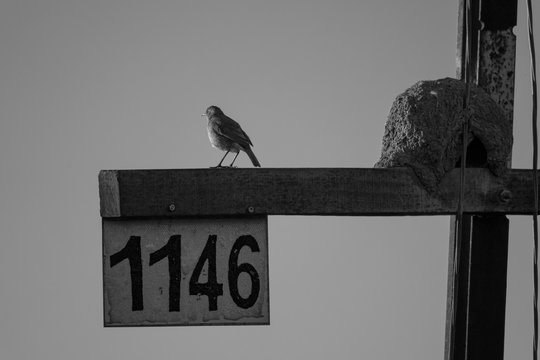 Furnarius bird (hornero) standing outside its mud nest located on a pole. A sign with the number 1146. black and white photo
