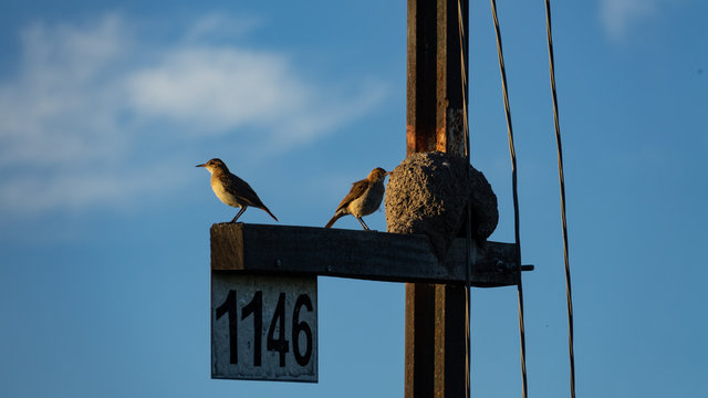 Pair of furnarius birds (horneros) standing outside their mud nest located on a pole. A sign with the number 1146