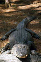 Alegator