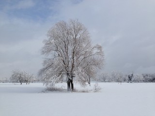 brunches of a tree covered with snow in winter under blue sky