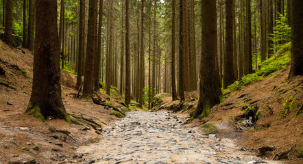 Obraz premium Path in forest. Czech Switzerland National Park. A national park famous for its sandstone formations, wild valleys and frozen waterfalls.