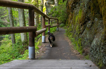 Dog, wooden bridge in the forest.Path on the tourist route among rocks and trees.Czech Switzerland...